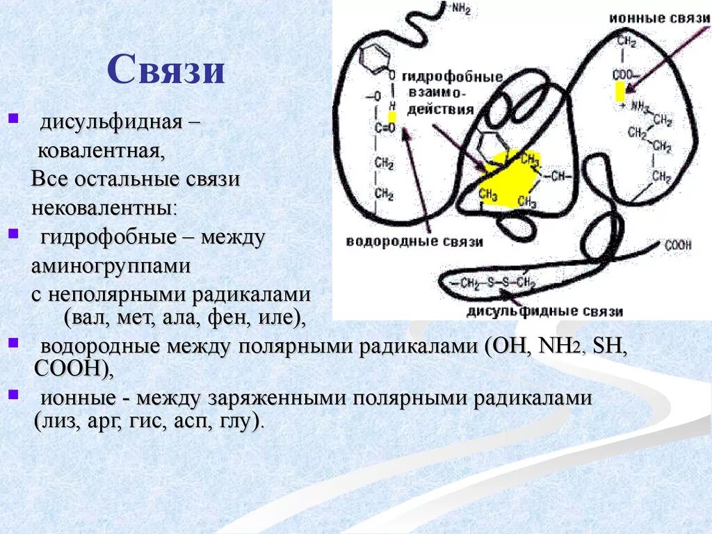 Водородные мостики. Дисульфидные связи. Ионные водородные и дисульфидные связи. Ковалентная дисульфидная связь. Дисульфидная связь в волосах.