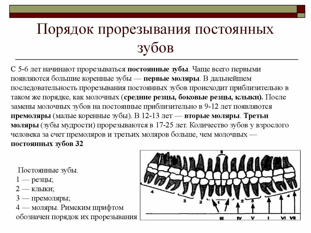 Порядок прорезыаание постоянных зубов. Порядок прорезывания постоянных зубов. Проиешывние постояеных зубрв. Порядок прорезывания постоянных зубов у детей.