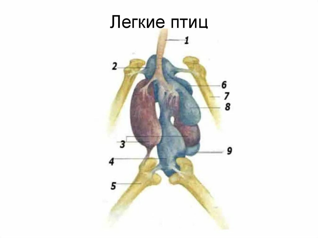 Кровь в легких птиц. Легкие птиц. Строение легкого птицы. Ленкие поицы. Легкие пт.