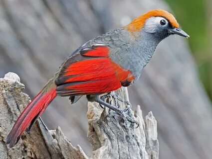 Came bird