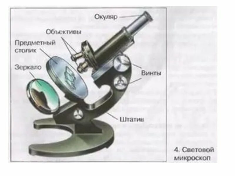 Какое строение имеет лупа. Строение увеличительных приборов микроскоп. увеличительные приборы 5 класс биология микроскоп. строение микроскопа увеличитель. световой микроскоп это увеличительный прибор?.