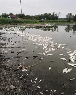 Вода реки кубань