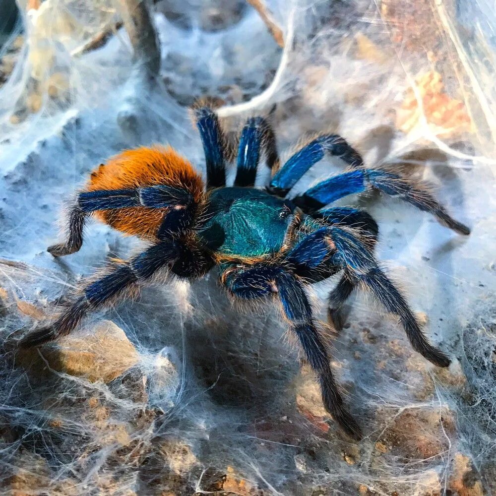 Самых хороших пауков. Пестрый скакунчик паук. Южнорусский тарантул крестовик. Гималайский паук-скакун. Euophrys паук скакун.