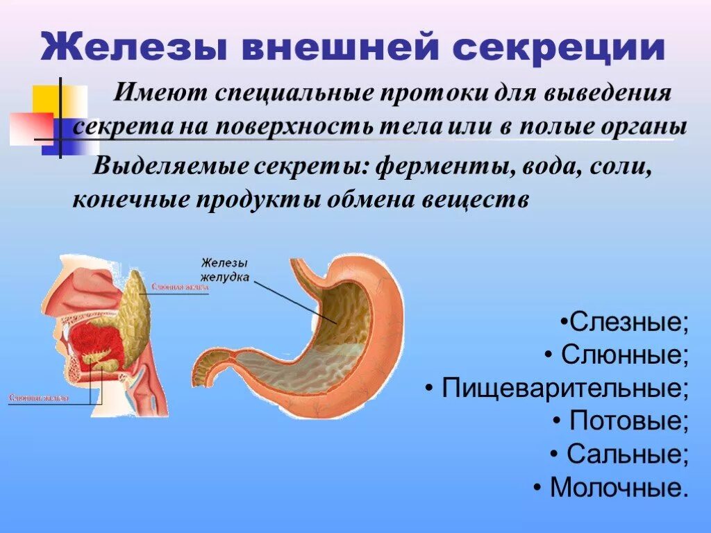 Железы внешней секреции. Железа нижней секреция. Железо внешней секреции. Что вырабатывают железы внешней секреции. Печень смешанная железа