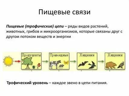 Какова роль производителей в пищевой цели. Какова роль производителей в пищевой цели. Какова роль производителей в пищевой цели. Какова роль производителей в пищевой цели. Какова роль производителей в пищевой цели.
