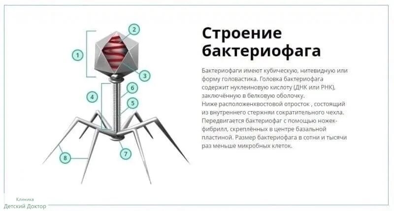 Какого строение бактериофага. Строение вируса бактериофага. строение бактериофага микробиология. строение бактериофага егэ. бактериофаг строение бактериофага.