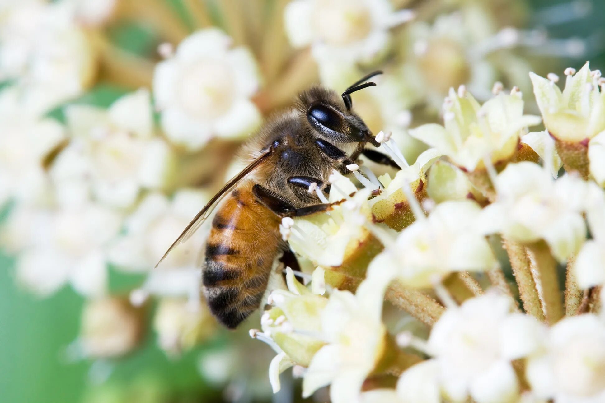 Apis sendmessage. Темная Лесная пчела APIS mellifera mellifera l. Республики Башкортостан. APIS mellifera корзинка. APIS mellifera кольцо. APIS mellifera carnica ЗТП.