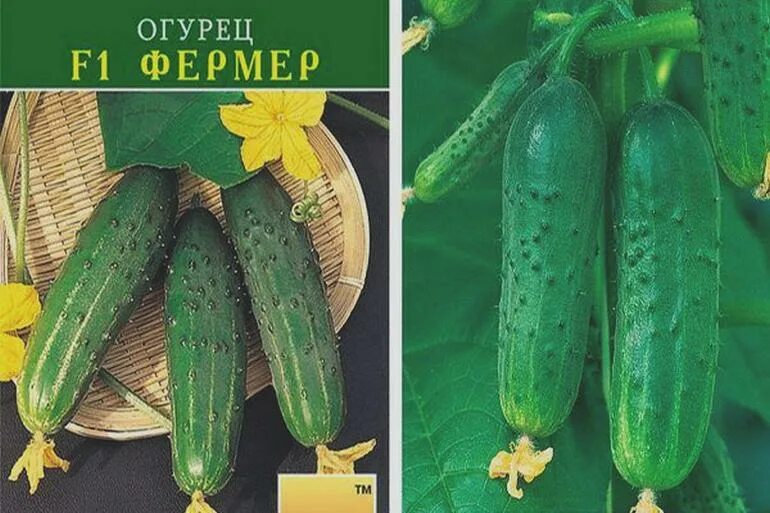 Огурец сорт фермер. Огурец фермер ф1. огурец фермер f1. огурец метелица f1. фермер сорт огурцов.