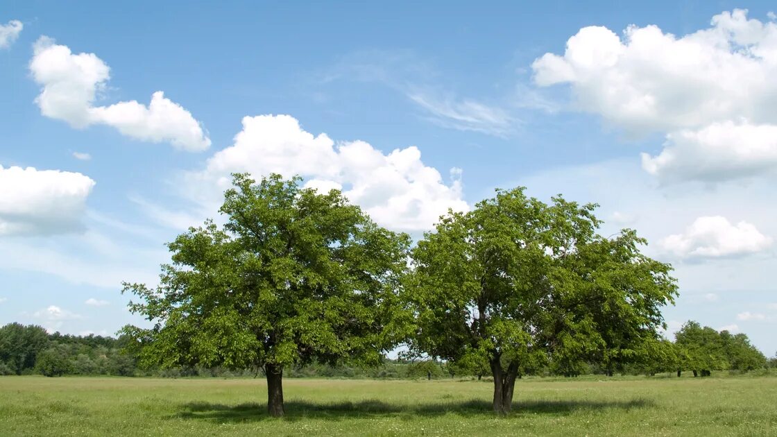 Two trees