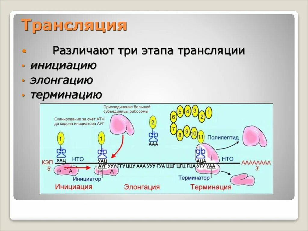 Этапы трансляции биосинтеза. Биосинтез белка инициация элонгация терминация. Синтез белка трансляция элонгация\. Этапы трансляции инициация элонгация терминация. Биосинтез белка трансляция инициация элонгация терминация.