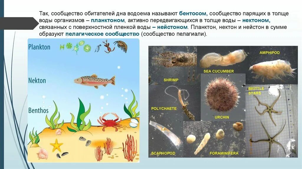 Обитание в толще воды. Планктон Нектон бентос рисунок. Бентос Пресноводные водоемы. Планктон Нектон бентос Нейстон. Обитатели бентоса.