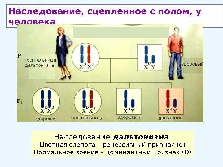 Мужчина страдающий глухотой и дальтонизмом. Наследование признаков сцепленных с полом схема. Наследование признаков сцепленных с полом у человека. Наследование признаков у человека сцепленных с полом таблица. Генетика пола сцепление с полом наследование.