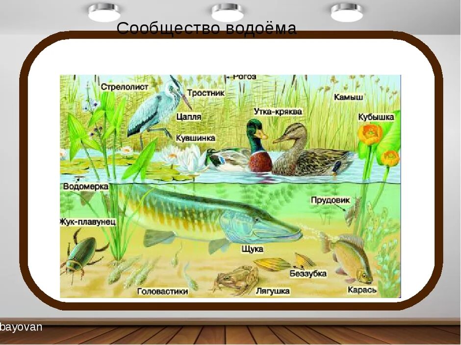 Природное сообщество озеро 5 класс биология. Обитатели водоемов. Природное сообщество водоем. Обитатели водоемов для детей. Экосистема водоема.