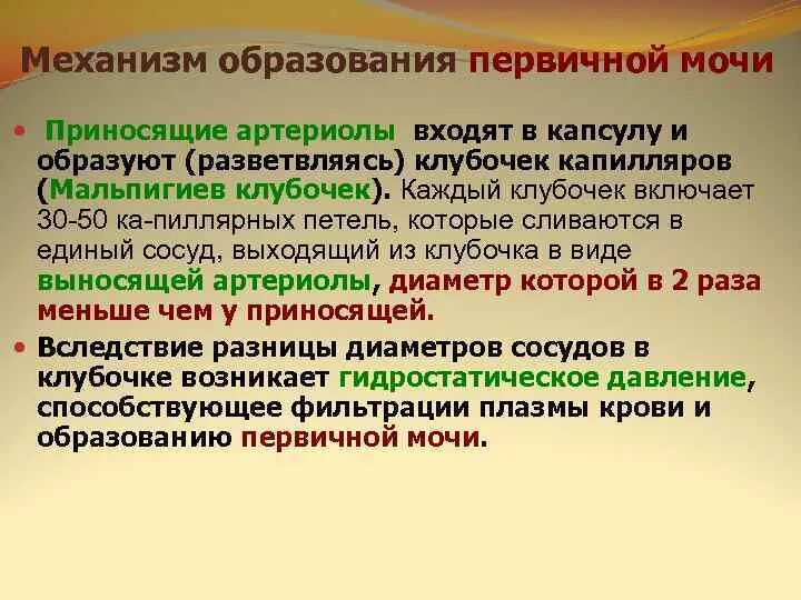 Первичная моча образуется в результате. Первичная моча образуется в результате