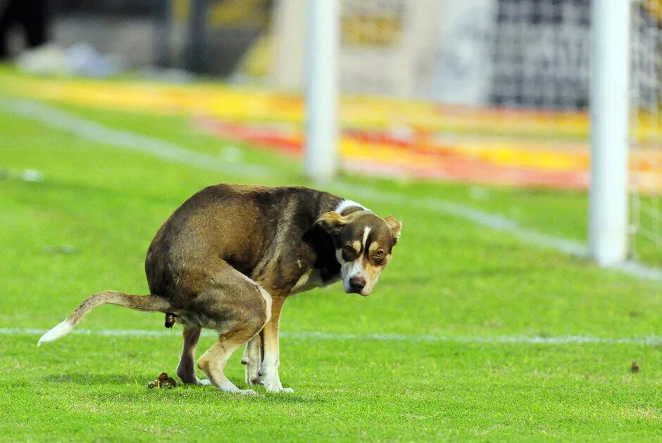 Паршивый пес. Собака какает. Собака на стадионе. Животные на футбольном поле. Собака на футбольном поле.