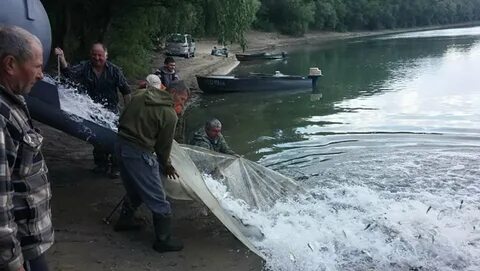 Чистят 9