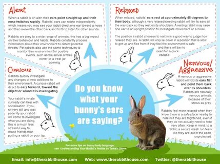 Yo bunny перевод