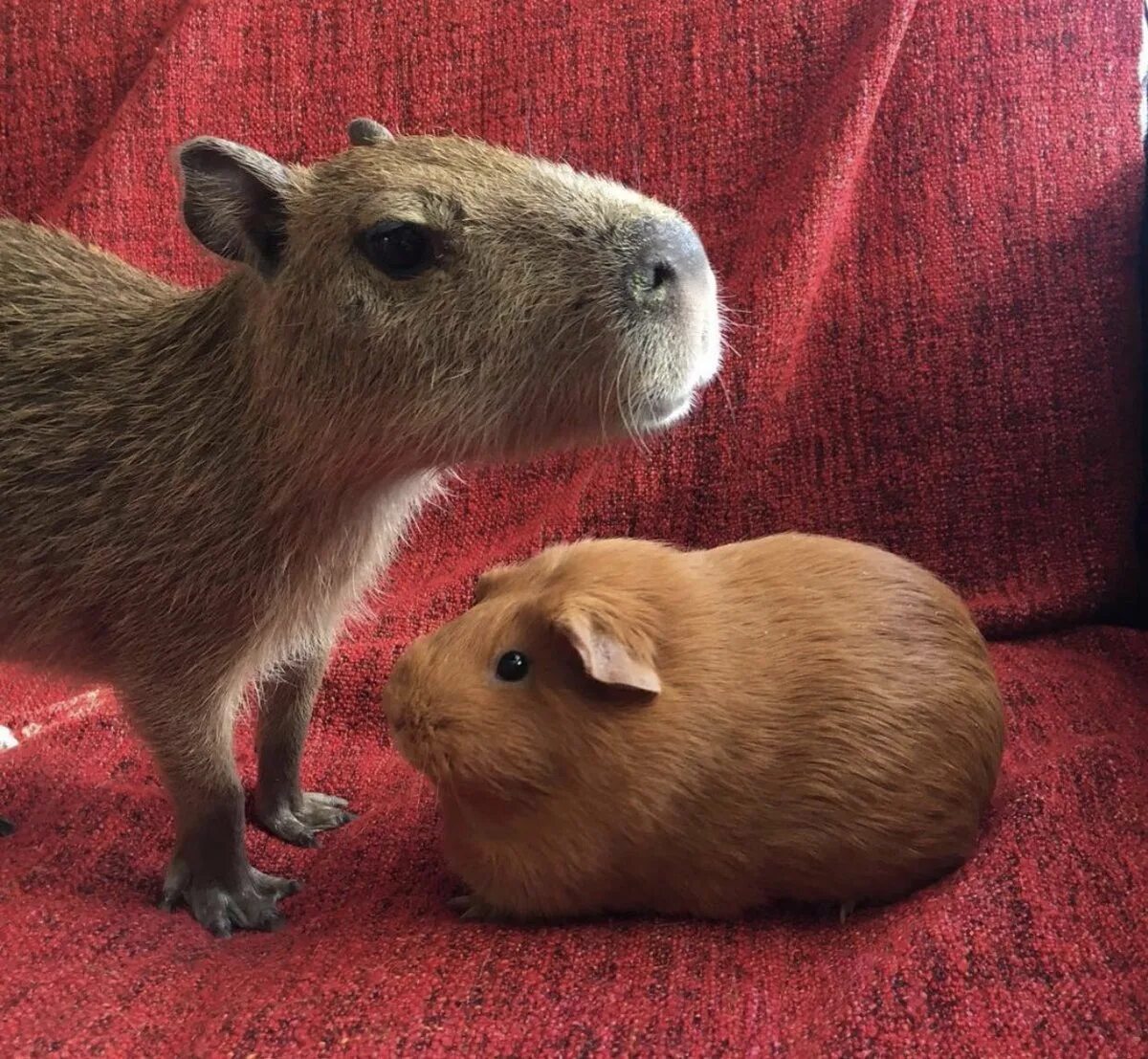 Гигантские морские свинки капибара. Капибара и морская свинка. Большие морские свинки капибара. Капибара анатомия. Капибары в московском зоопарке.