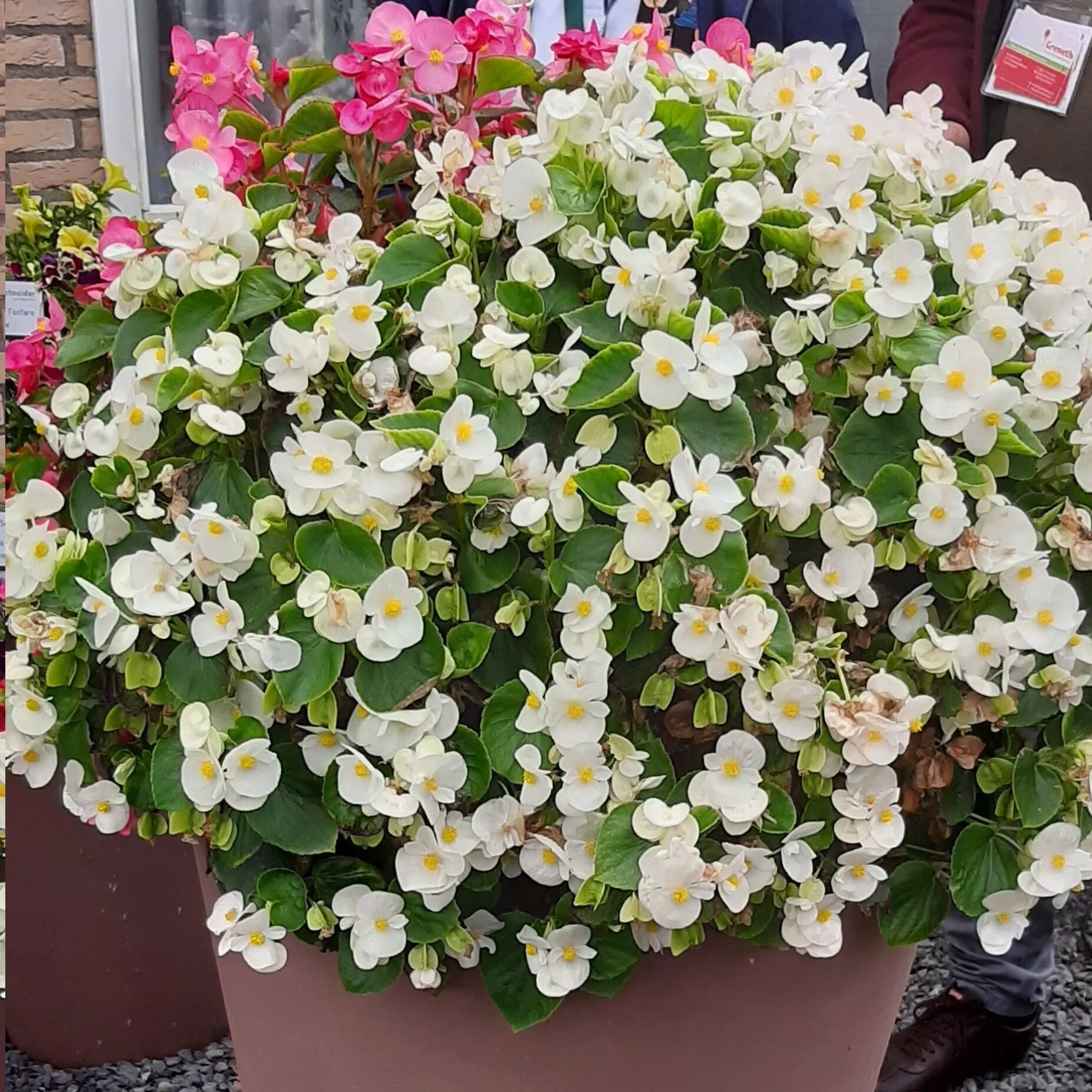 бегония супер олимпия. бегония оломоуц вечноцветущая. бегония вечноцветущая сенатор f1. бегония оломоуц вечноцветущая. бегония вечноцветущая белая.