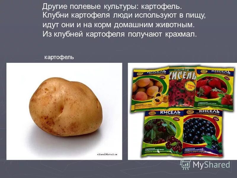 У картофеля в пищу используют. Органы растения картофель. Корнеплодные овощные растения. Картофель группа растений. У картофеля в пищу используют.