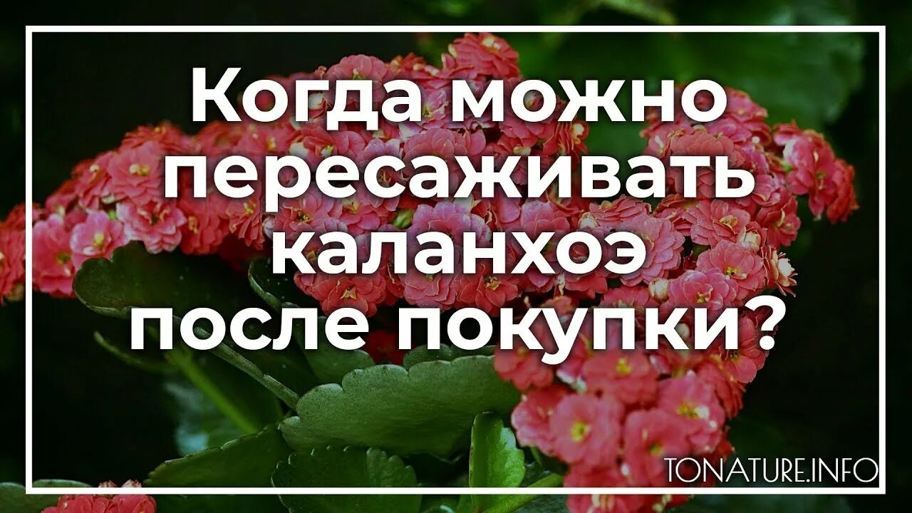 Когда можно пересаживать каланхоэ. Пересадка растения каланхоэ. Каланхоэ после покупки. Как пересадить каланхоэ после покупки. Пересадка цветущей каланхоэ после покупки