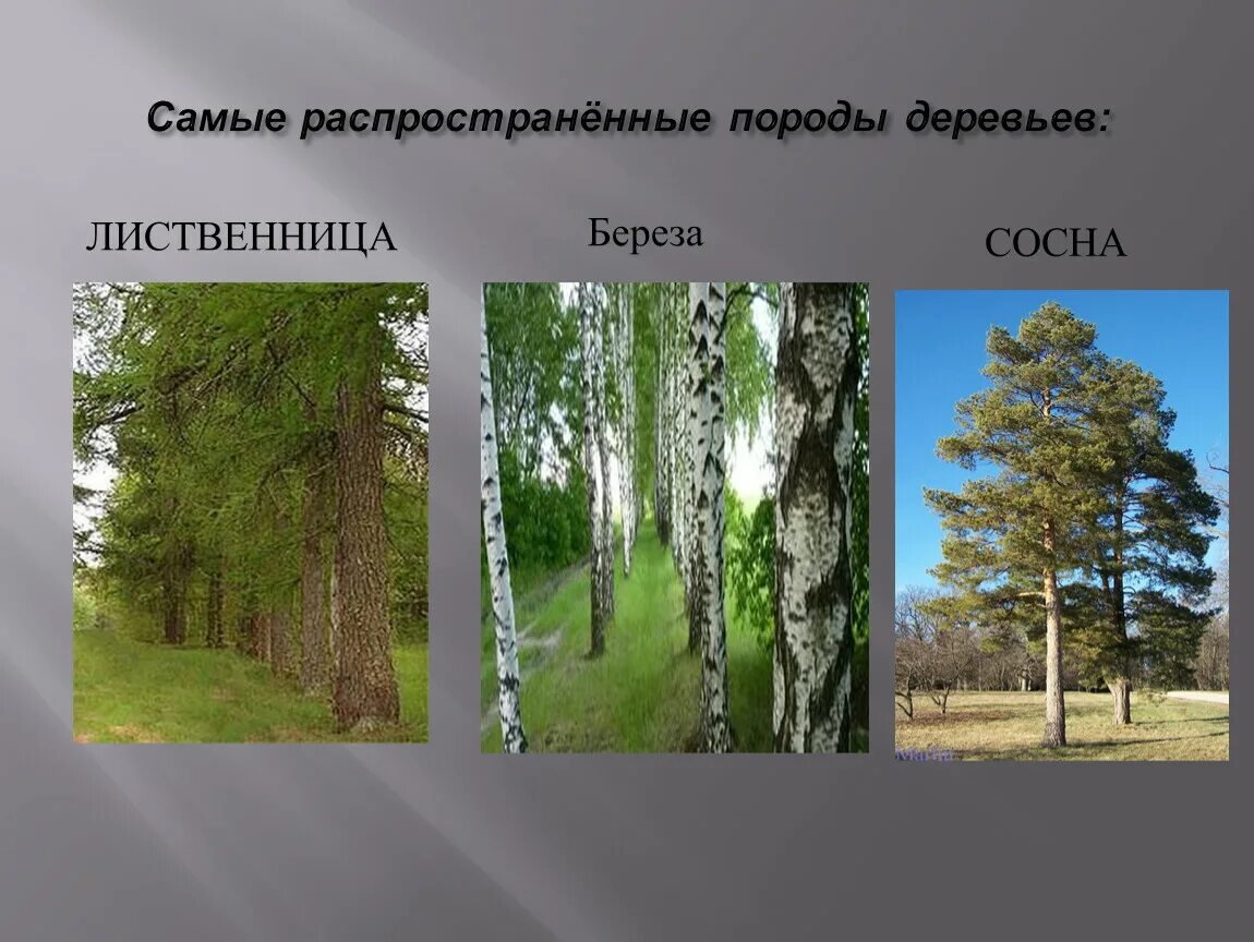 Проект разнообразие природы красноярского края 3 класс Проект Разнообразие природы Красноярского края 3 класс как сделать