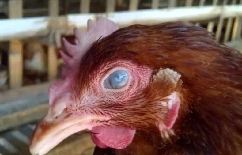 Understanding waterfowl patterns to assess risk of bird flu WYPR