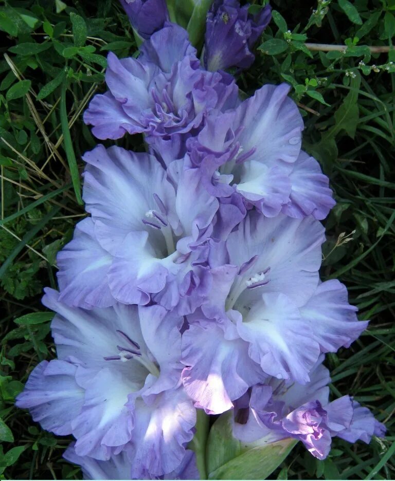Гладиолус blue/white. Голубые гладиолусы сорта. Гладиолус хлем. Голубые гладиолусы сорта. Гладиолус голубой.