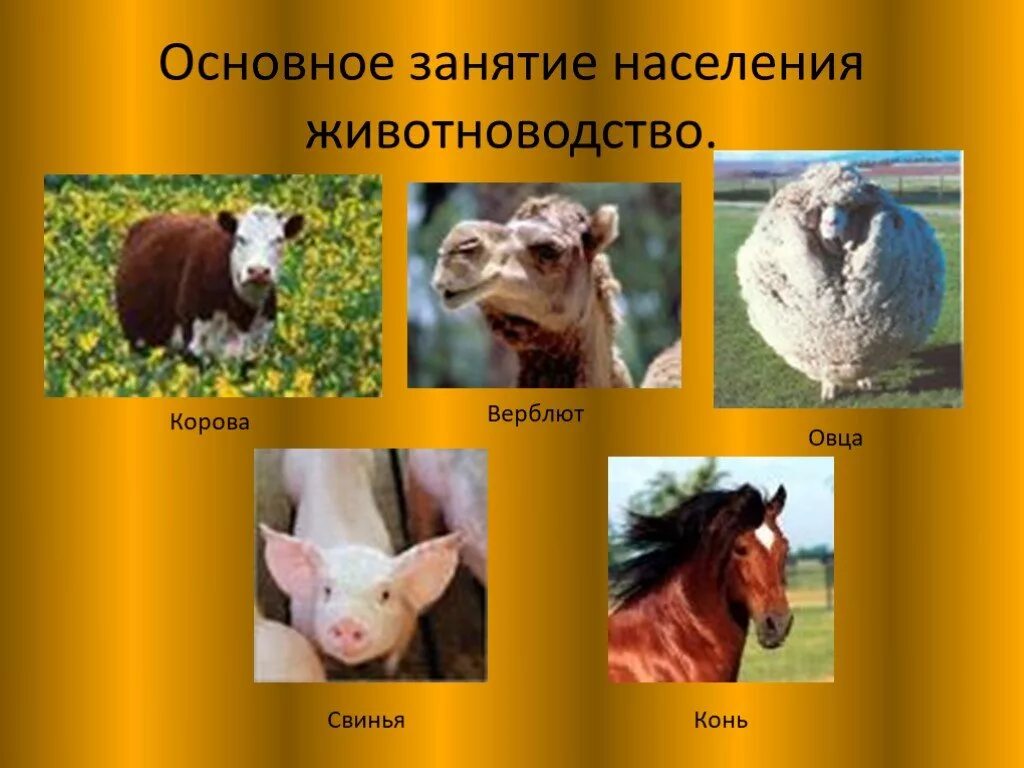 Хоз деятельность степи и лесостепи. Основное занятие населения. занятия людей в степной зоне. занятия людей в лесостепи. занятие населения в степной зоне.