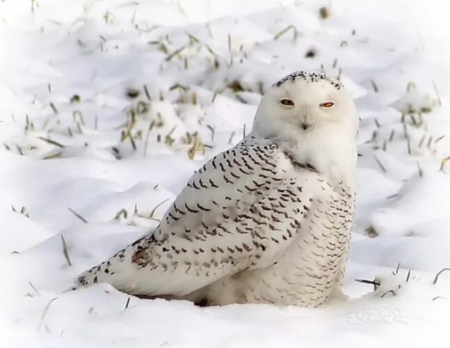 Белая сова 63 й комплекс 3 фото Snowy Owl Owl, Snowy owl, Cute animals