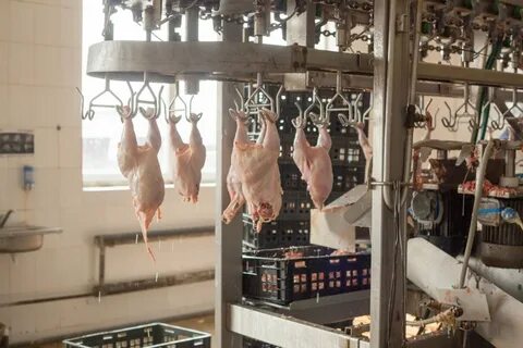 Отдел продаж птицефабрики