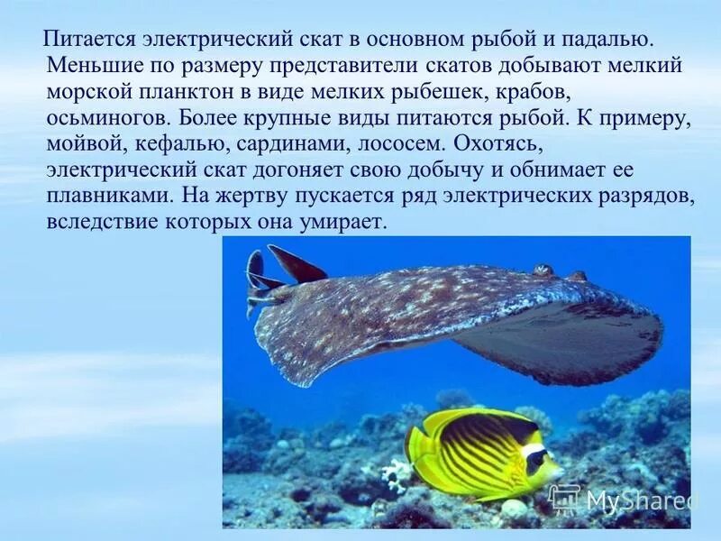 Чем питается скат. Электрический скат презентация. интересные факты о морских скатах. представители скатов. чем питаются скаты.