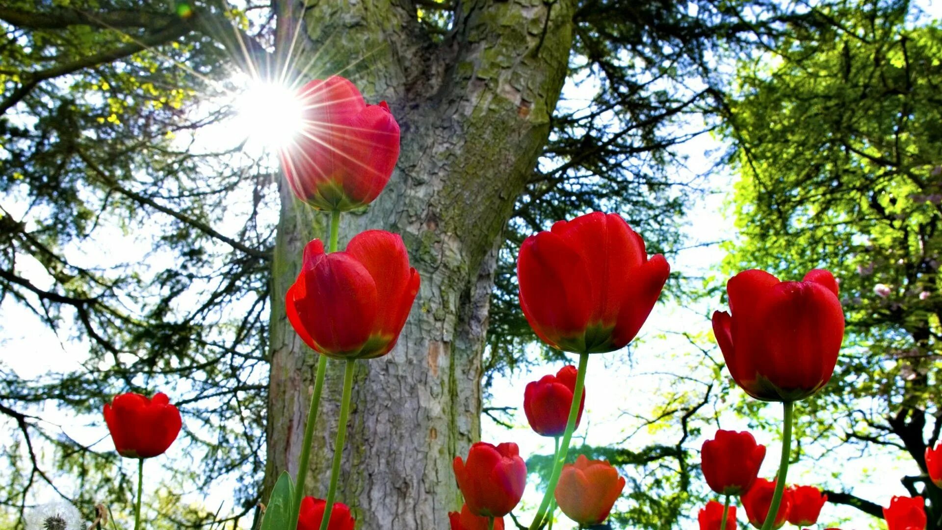 Красные тюльпаны. Тюльпаны в природе. Природа цветы вертикальные.