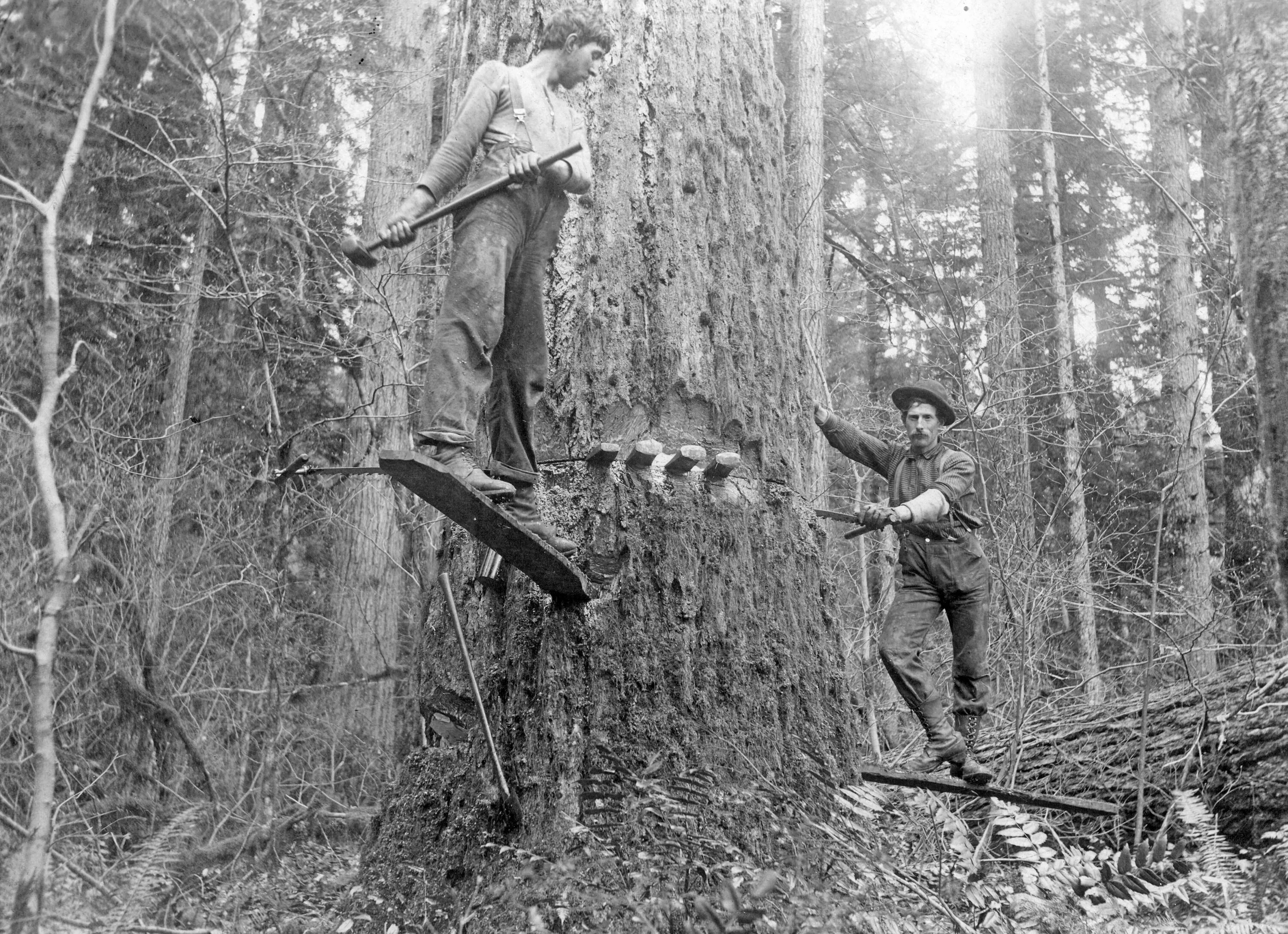 Люди рубящие лес. Лесорубы Секвойя 19 век. Советские лесорубы. Рубит дерево. Лесорубы в лесу.