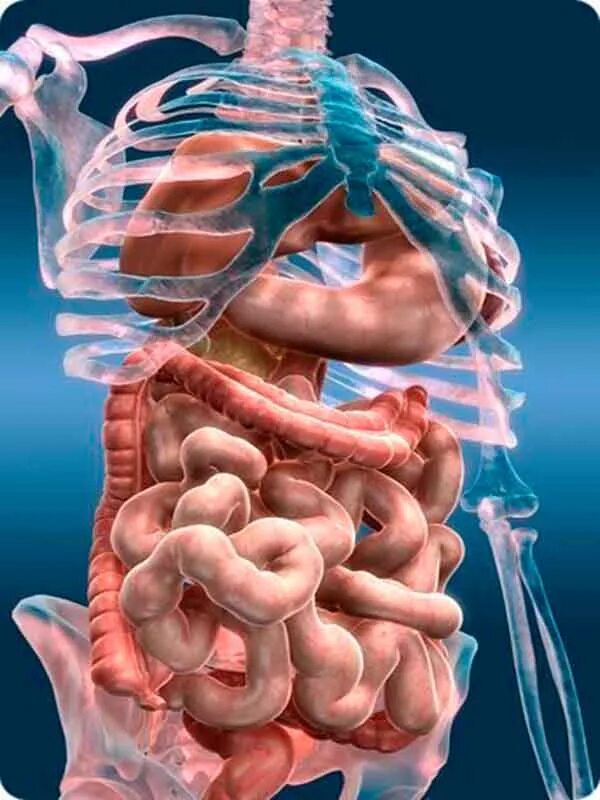 Анатомия желудочно-кишечного тракта. Желудочно-кишечный тракт человека анатомия. Анатомия пищеварительного тракта человека. Анатомия ЖКТ кишечник.