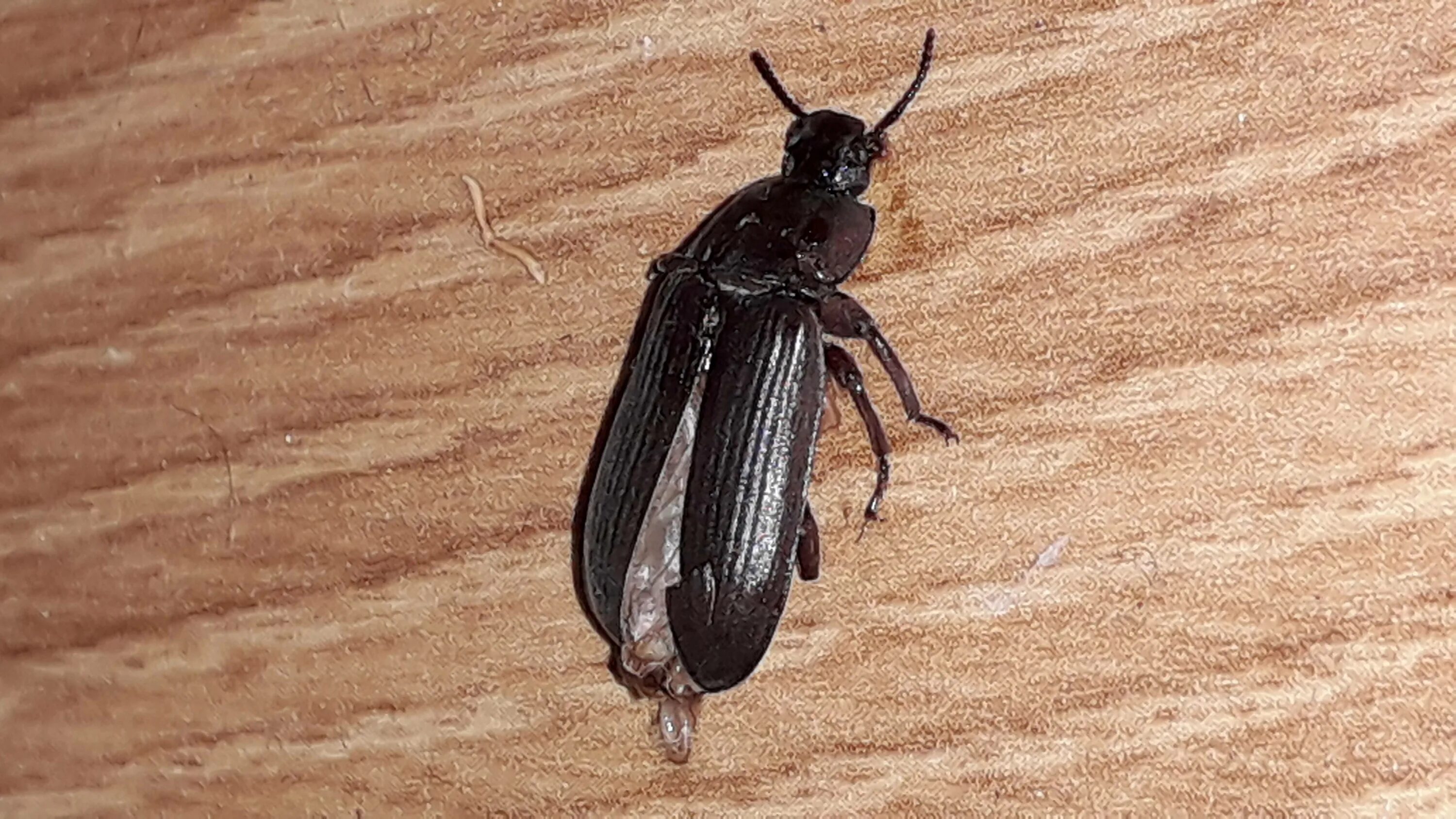 Большой мучной хрущак Tenebrio molitor L., 1758 (Tenerionidae) - автор фото В.С.