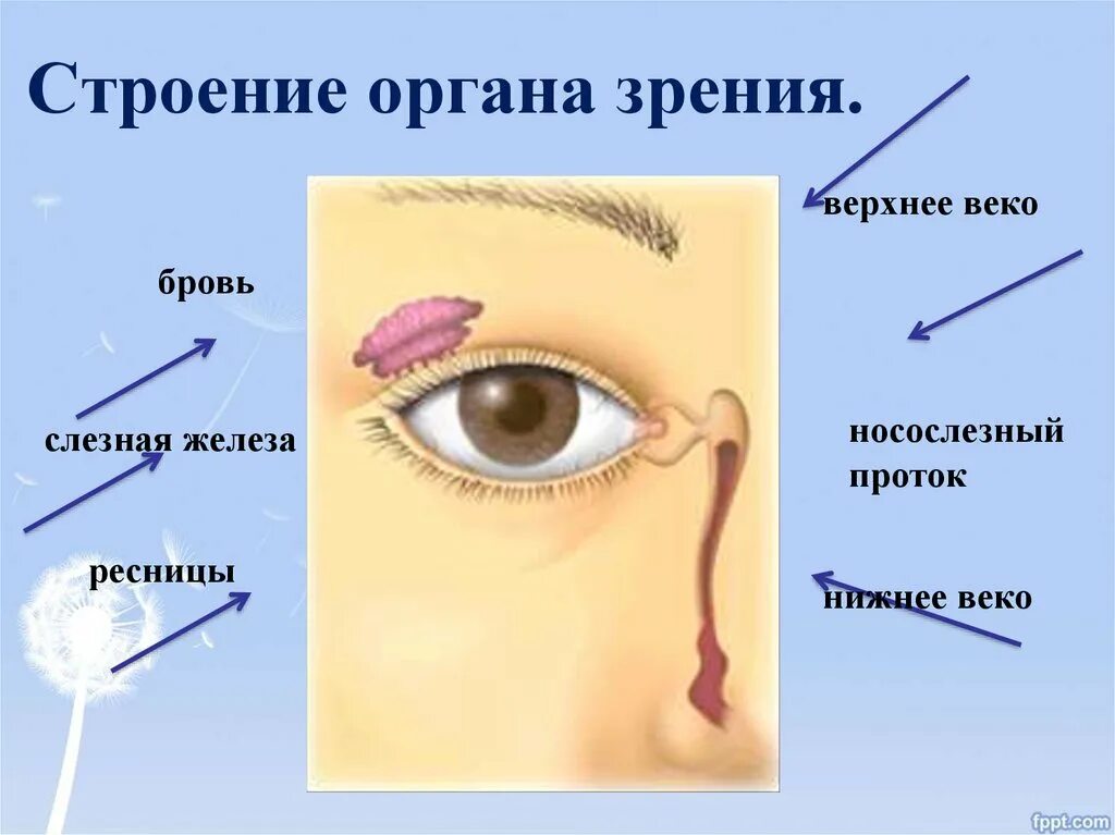 Строение органа зрения. Орган зрения анатомия. Орган зрения картинки. Органы чувств зрение.