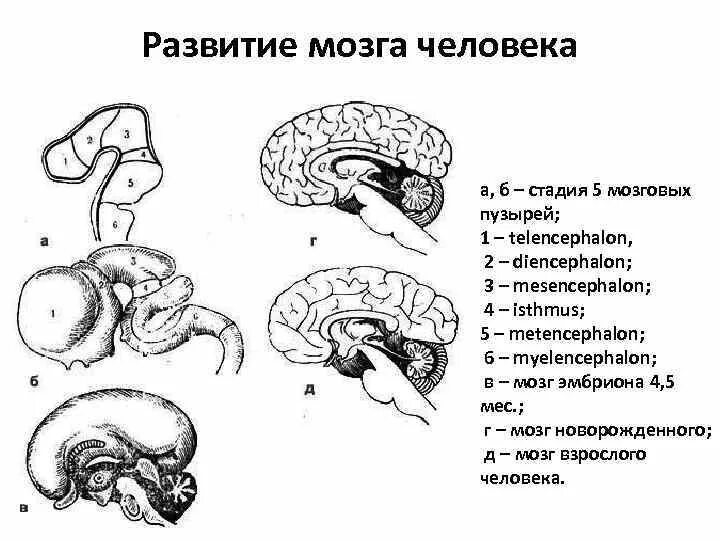 Схему развития головного мозга человека. Схема развития головного мозга человека Сагиттальный разрез. Схема развития головного мозга фронтальный разрез. Стадия развития 5 мозговых пузырей.