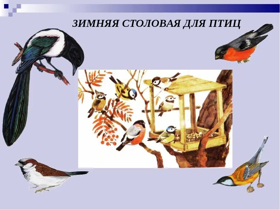 Стенгазета "Чем кормить птиц зимой?" (1 фото). Воспитателям детских садов, школь