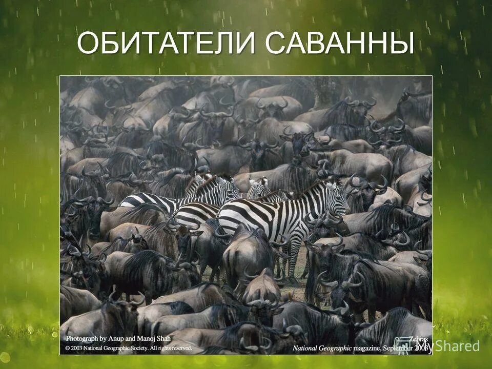 Миграция животных примеры. Миграция животных. миграция животных презентация. миграция это в биологии.
