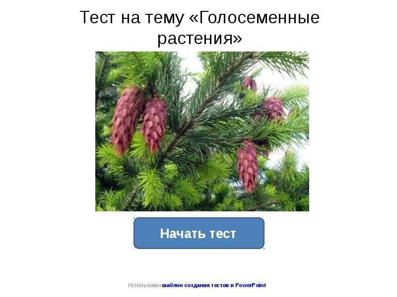 Голосеменные тест 7 класс. Голосеменные тест. Тест Голосеменные растения. Головоломки по теме Голосеменные. Тест по хвойным растениям.