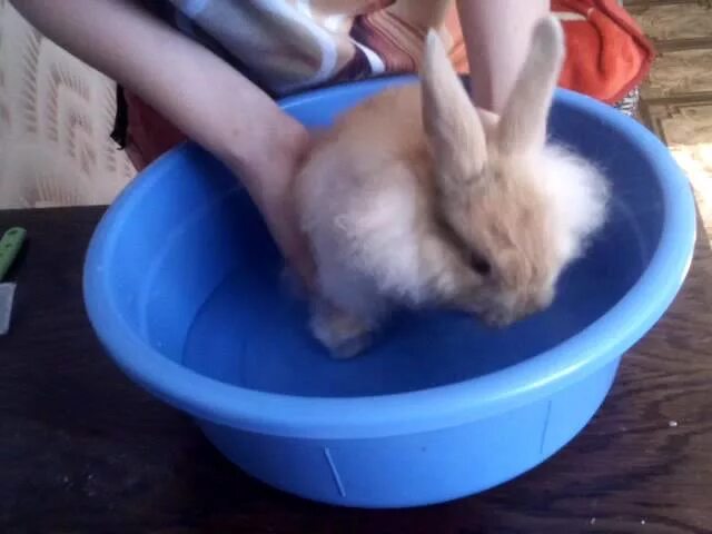 Можно ли мыть кролика декоративного. Кролик в тазике. Кролик купается. Кролик моется.