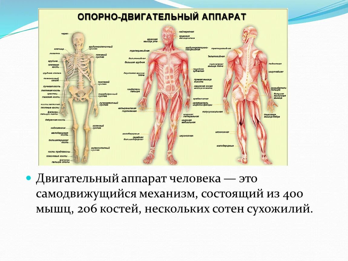 Опорно двигательный аппарат. Двигательный аппарат человека. Опорно-двигательный аппарат человека состоит из. Анатомия и физиология опорно-двигательного аппарата.