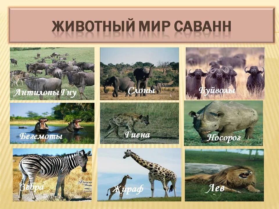 Какие животные обитают в африке 4 класс. Животные саванны. животные саванны список. животные саванны для детей. животные африки названия.
