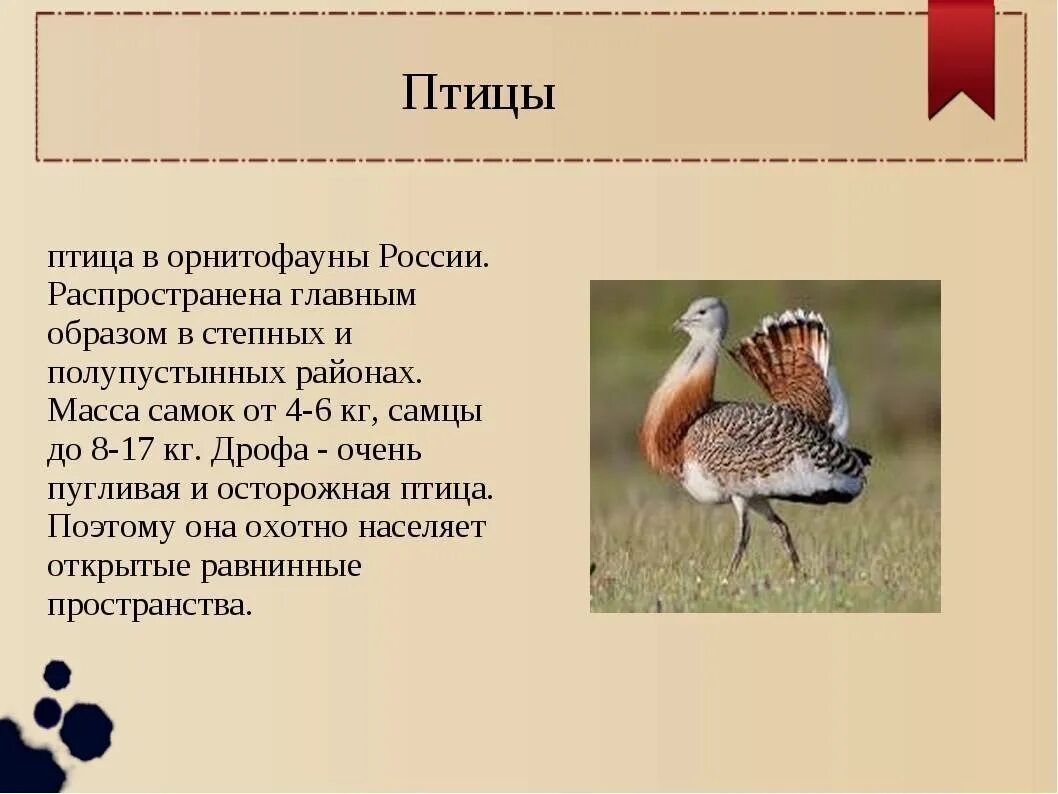 В какой зоне живет дрофа. Красная книга Ростовской области Дрофа. Краткое сообщение о Дрофе. Птица птица Дрофа. Дрофа описание.