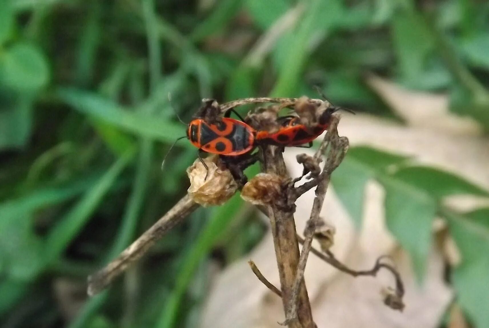 Насекомые солдатики фото. Жук красноклоп солдатик. Клоп-солдатик – Pyrrhocoris apterus. Жук пожарник клоп солдатик. Жук клоп солдатик.