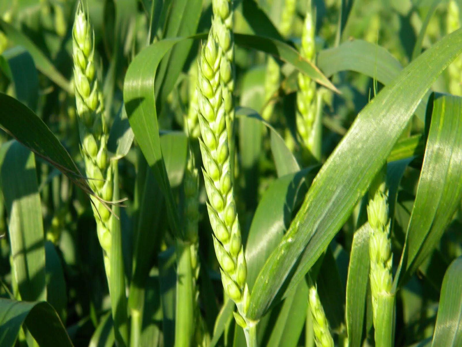 Листья злаковых растений. Листья злаковых. Лист пшеницы. Колошение озимой пшеницы. Злаковые мятликовые строение.