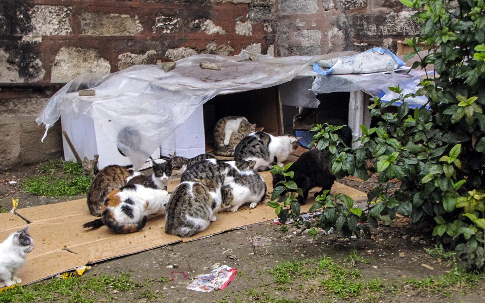 Кормить много кошек. Бездомные кошки. Домики для бездомных котов. Животные во дворе. Бездомные животные во дворе.