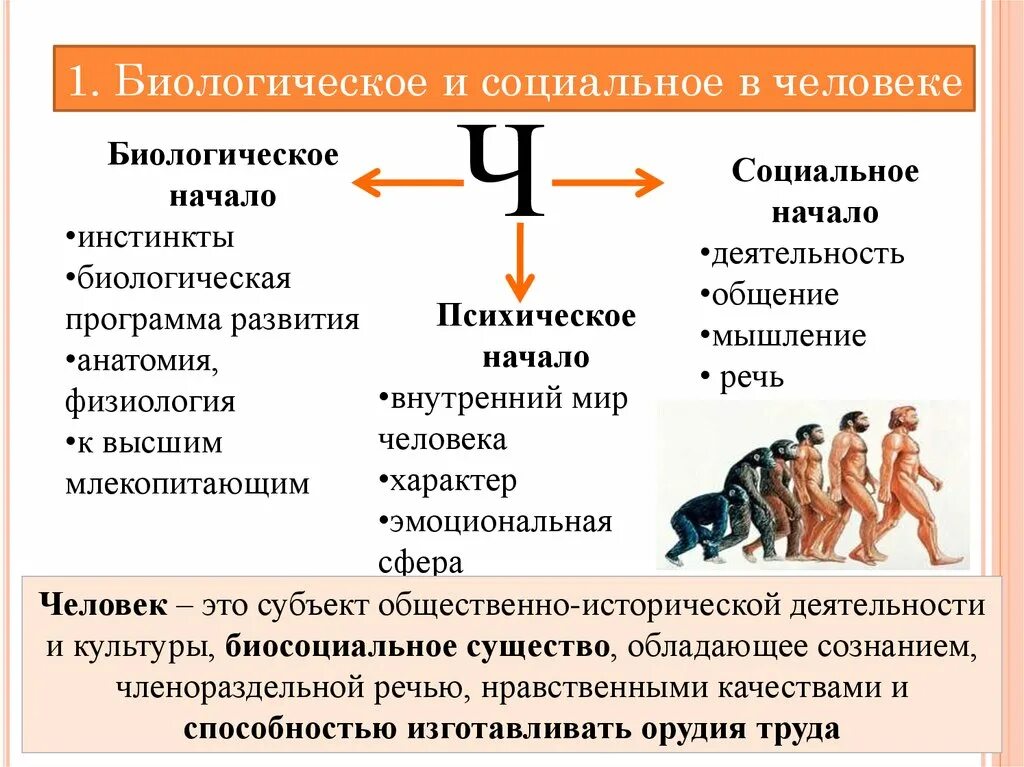 Биологическая социальная теория. Бтологическое и сочиальное в человек. Биологическое и социальное в человеке. Биологическое начало в человеке. Социальные начала в человеке.