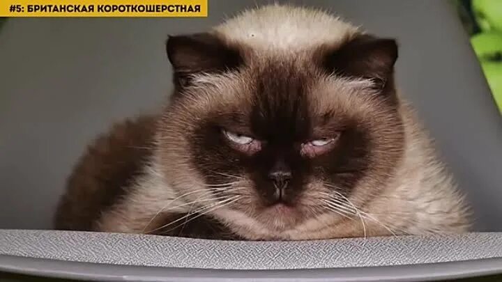 10 самых опасных пород кошек. Опасные кошки. самые опасные породы кошек. самая опасная кошка в мире. 10 самых опасных кошек в мире.